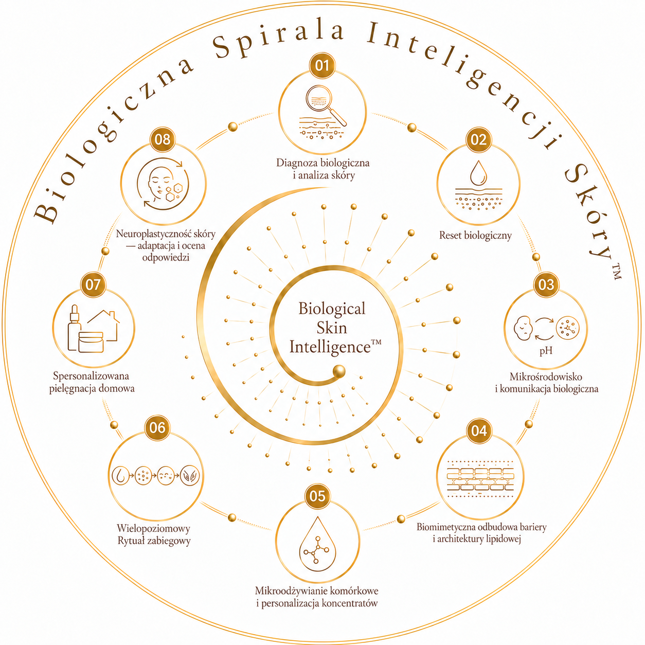 Osiem ponumerowanych kręgów Biologicznej Spirali Inteligencji Skóry, ułożonych zgodnie z ruchem wskazówek zegara; pełne nazwy i opisy poniżej grafiki.